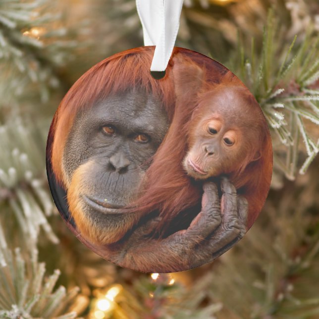 Cutest Baby Animals | Orangutan Mum & Baby Ornament (Tree)