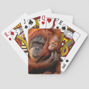 Cutest Baby Animals   Orangutan Mum & Baby Playing Cards