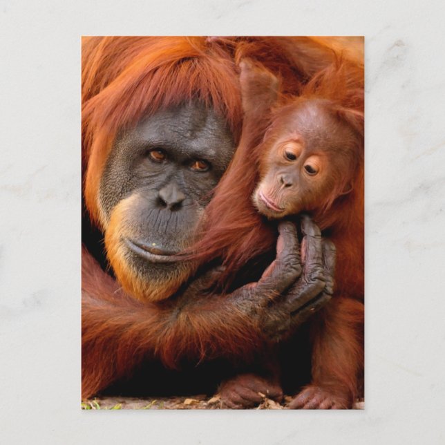 Cutest Baby Animals | Orangutan Mum & Baby Postcard (Front)