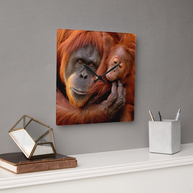 Cutest Baby Animals | Orangutan Mum & Baby Square Wall Clock (Office)