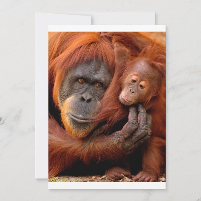Cutest Baby Animals | Orangutan Mum & Baby Thank You Card (Front)