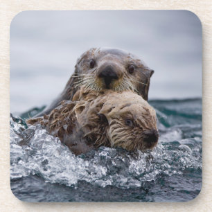 Cutest Baby Animals   Otter Baby & Mother Coaster