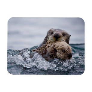Cutest Baby Animals Otter Baby & Mother Magnet