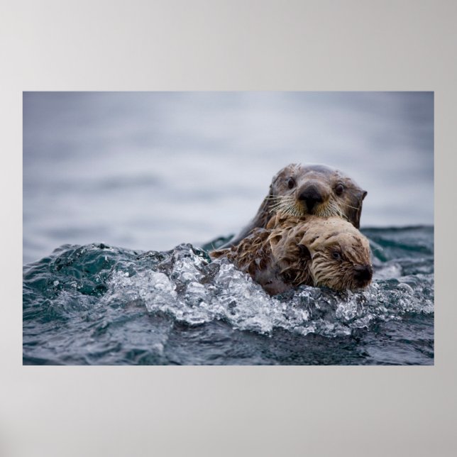 Cutest Baby Animals | Otter Baby & Mother Poster (Front)