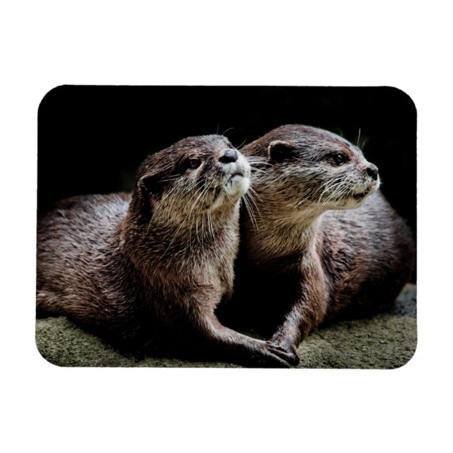 Cutest Baby Animals | Otters Holding Hands Magnet (Horizontal)