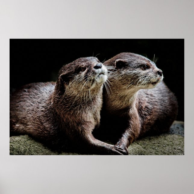 Cutest Baby Animals | Otters Holding Hands Poster (Front)
