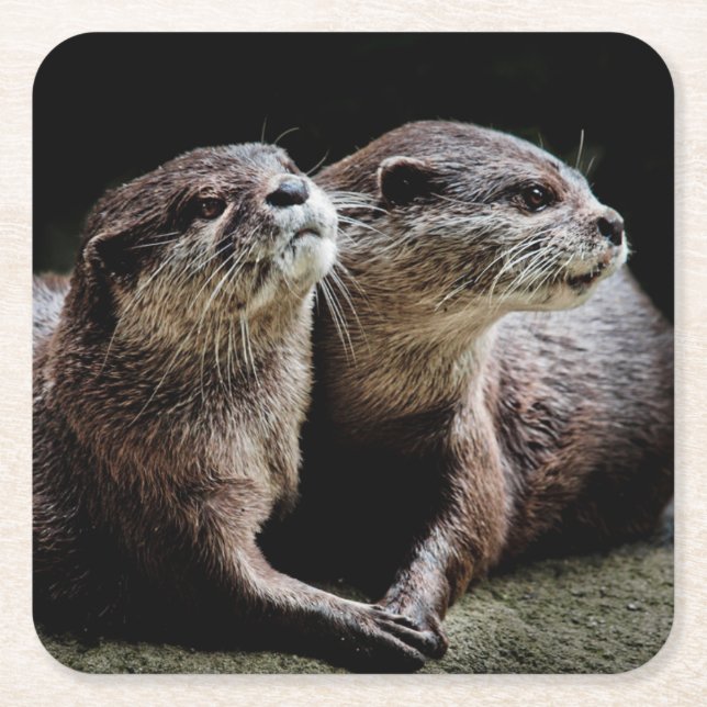 Cutest Baby Animals | Otters Holding Hands Square Paper Coaster (Front)