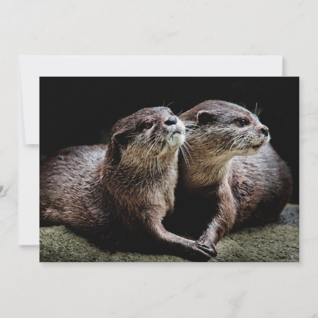 Cutest Baby Animals | Otters Holding Hands Thank You Card (Front)