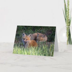 Cutest Baby Animals   Pair of Red Fox Kit Siblings Card