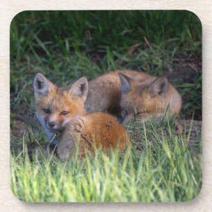 Cutest Baby Animals   Pair of Red Fox Kit Siblings Coaster