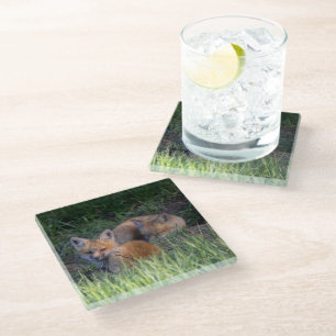 Cutest Baby Animals   Pair of Red Fox Kit Siblings Glass Coaster