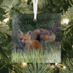 Cutest Baby Animals Pair of Red Fox Kit Siblings Glass Tree Decoration
