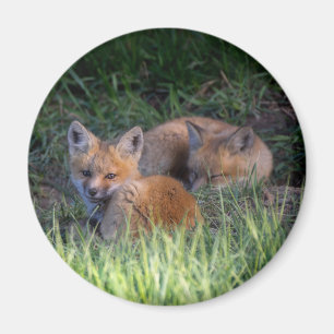 Cutest Baby Animals   Pair of Red Fox Kit Siblings Magnet