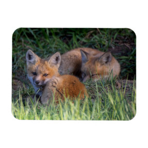Cutest Baby Animals Pair of Red Fox Kit Siblings Magnet