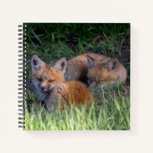 Cutest Baby Animals Pair of Red Fox Kit Siblings Notebook