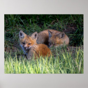 Cutest Baby Animals Pair of Red Fox Kit Siblings Poster