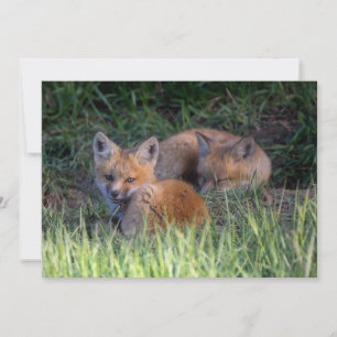 Cutest Baby Animals   Pair of Red Fox Kit Siblings Thank You Card