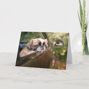 Cutest Baby Animals Pekingese Puppy in Car Card