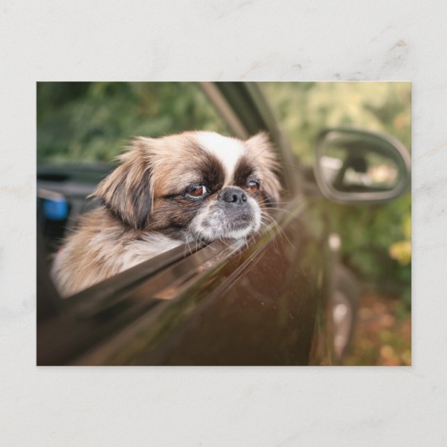 Cutest Baby Animals | Pekingese Puppy in Car Postcard (Front)