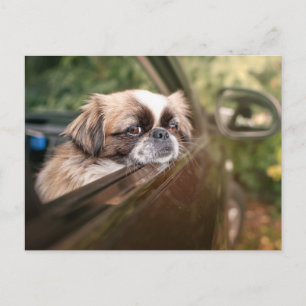Cutest Baby Animals   Pekingese Puppy in Car Postcard