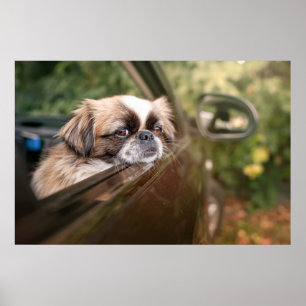 Cutest Baby Animals   Pekingese Puppy in Car Poster
