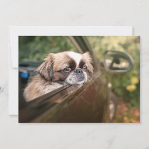 Cutest Baby Animals Pekingese Puppy in Car Thank You Card