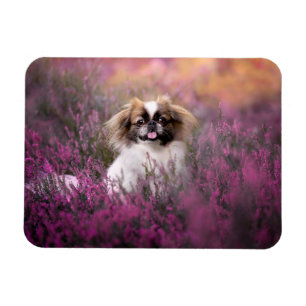 Cutest Baby Animals   Pekingese Puppy Magnet