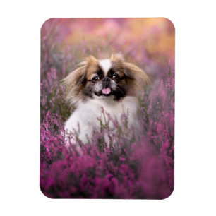 Cutest Baby Animals   Pekingese Puppy Magnet