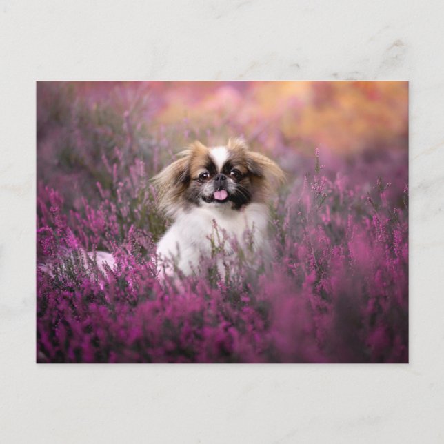 Cutest Baby Animals | Pekingese Puppy Postcard (Front)