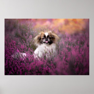 Cutest Baby Animals Pekingese Puppy Poster