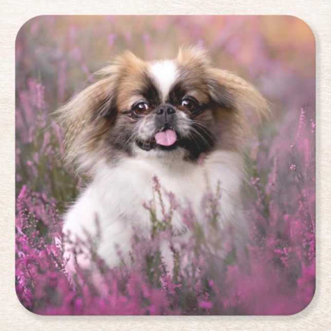Cutest Baby Animals | Pekingese Puppy Square Paper Coaster (Front)