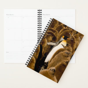 Cutest Baby Animals Penguin Among Youngsters Planner