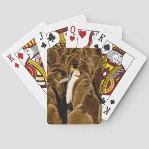 Cutest Baby Animals Penguin Among Youngsters Playing Cards