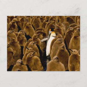 Cutest Baby Animals   Penguin Among Youngsters Postcard