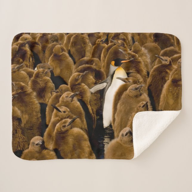 Cutest Baby Animals | Penguin Among Youngsters Sherpa Blanket (Front (Horizontal))