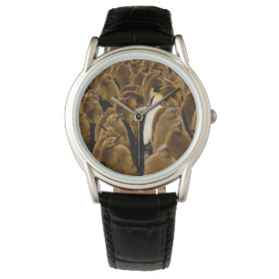 Cutest Baby Animals   Penguin Among Youngsters Watch