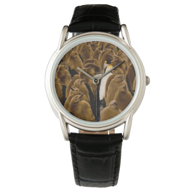 Cutest Baby Animals | Penguin Among Youngsters Watch (Front)