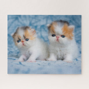 Cutest Baby Animals   Persian Calico Kitten Jigsaw Puzzle
