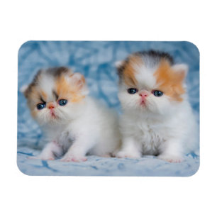 Cutest Baby Animals Persian Calico Kitten Magnet