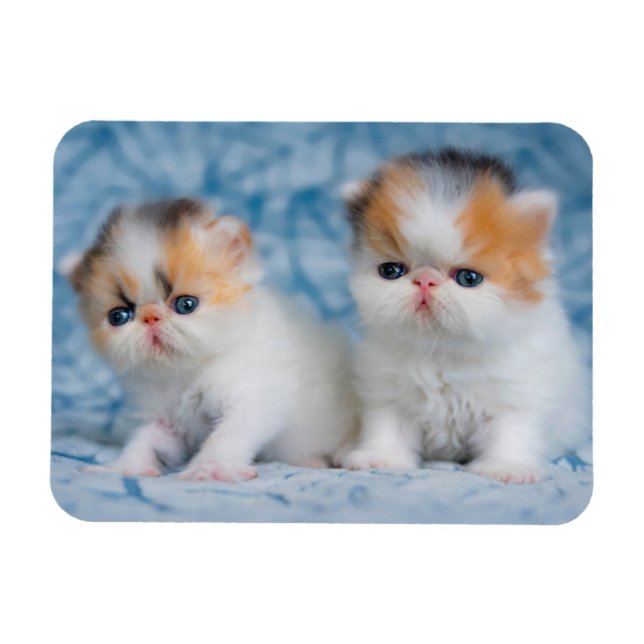 Cutest Baby Animals | Persian Calico Kitten Magnet (Horizontal)