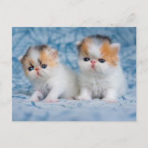 Cutest Baby Animals   Persian Calico Kitten Postcard