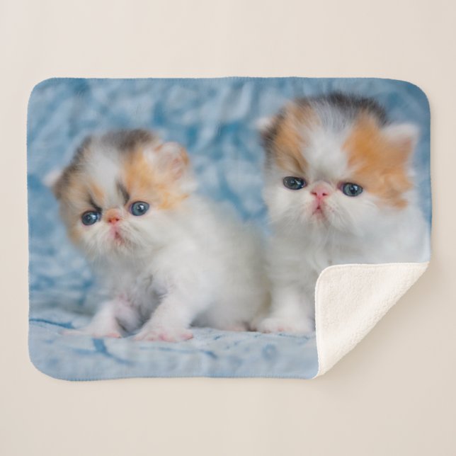 Cutest Baby Animals | Persian Calico Kitten Sherpa Blanket (Front (Horizontal))