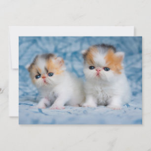 Cutest Baby Animals   Persian Calico Kitten Thank You Card