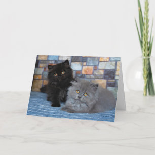 Cutest Baby Animals   Persian Kittens on Blanket Card