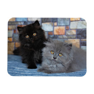 Cutest Baby Animals Persian Kittens on Blanket Magnet