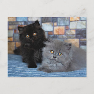 Cutest Baby Animals Persian Kittens on Blanket Postcard