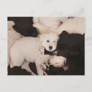 Cutest Baby Animals   Pile of Puppies Postcard