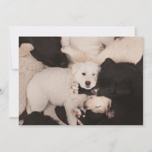 Cutest Baby Animals   Pile of Puppies Thank You Card