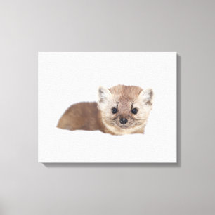 Cutest Baby Animals   Pine Marten Canvas Print