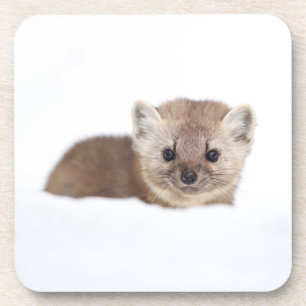 Cutest Baby Animals   Pine Marten Coaster